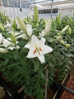 [5329 White Hero VWS No02.JPG]